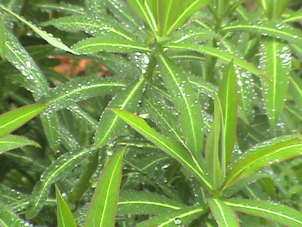 Spurge (Euphorbia)