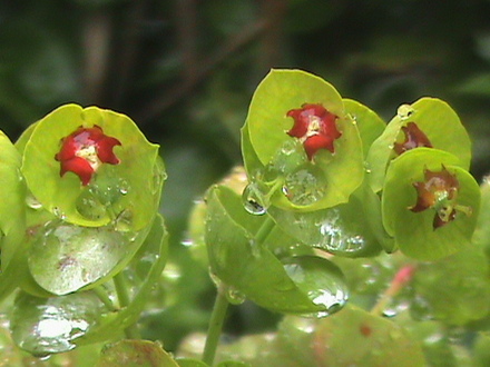 Spurge again (euphorbia martinii)