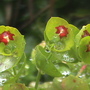 Spurge again (euphorbia martinii)