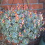 different hanging basket (echevera)