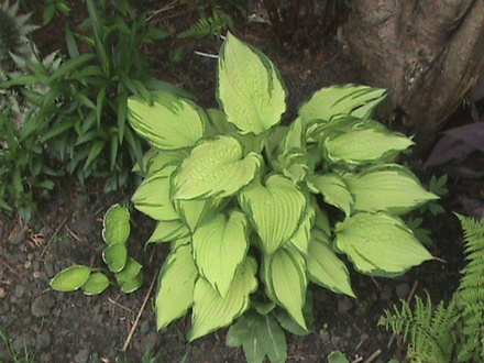Hosta (hosta)