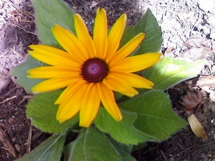 Rudbeckia 'Indian Summer (Rudbeckia hirta (Black-eyed Susan))