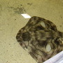 ray