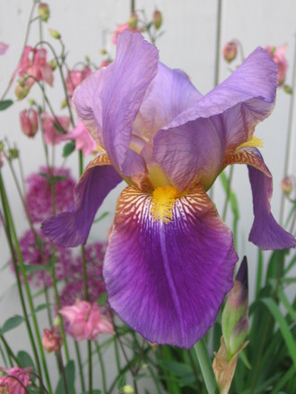 iris (Iris germanica (Orris))