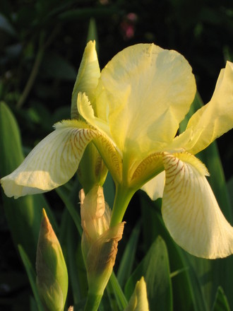 iris (Iris germanica (Orris))