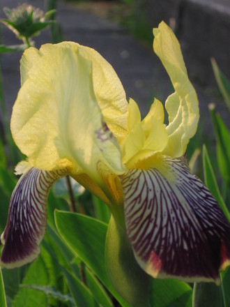 iris (Iris germanica (Orris))