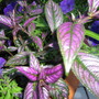 Persian Shield  love these colours... (Strobilianthes dyerianus)