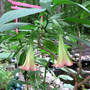 Brugmansia Frosty Pink