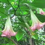 Brugmansia Frosty Pink 