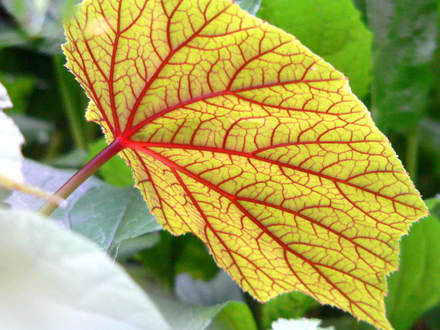 Hardy Begonia Leaf