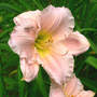 Daylily_lullaby_baby_maybe_plume_moth_6-24-08_exc_sm