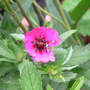 Moth_plume_2_on_potentilla_tiny_6-18-08_exc_med