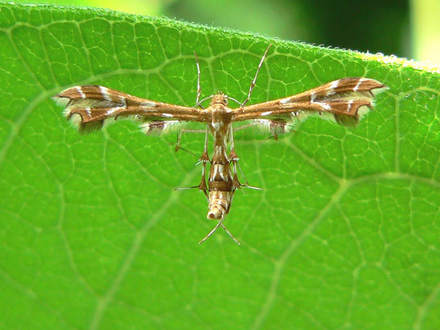 Plume Moth
