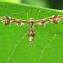 Moth_plume_edge_milkweed_leaf_6-18-08_crop_exc_sm