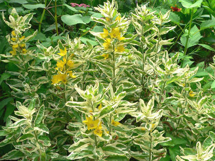 Variegated Yellow Loosestrife