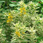 Loosestrife_var_yellow_group_6-22-08_good_med