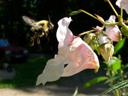 Jewelweed & Bee