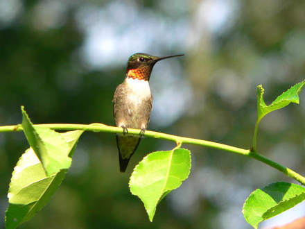 Ruby-throated Hummingbird 