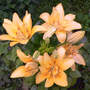 Lilium_oriental_fata_morgan_6-18-08_sm
