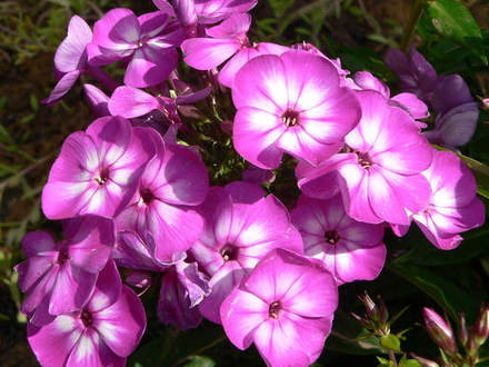 Garden Phlox 