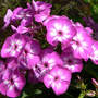 Phlox_garden_laura_6-24-08_sm