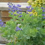 Picture_123