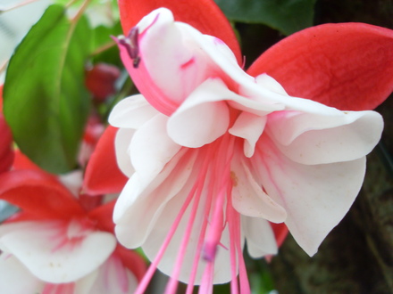 fushia