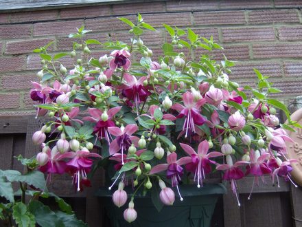 All_pictures_056.jpg
