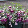 All_pictures_056.jpg