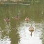 ducks