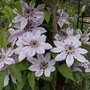 Clematis_010.jpg