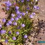 Our_garden_008