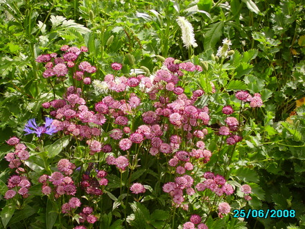 Astrantia - masterwort - Rubra (astrantia)