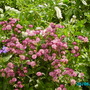 Our_garden_002