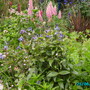 Our_garden_001