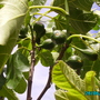 Our_garden_006