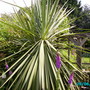Our_garden_009