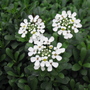 Candytuft