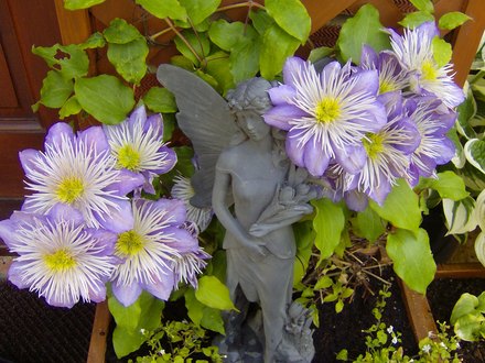 blooms_004.jpg