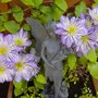 blooms_004.jpg