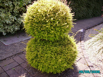 Topiary