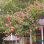 Climbing Rose