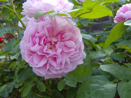 blooms_007.jpg