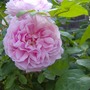Blooms_007