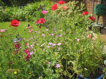 My front garden