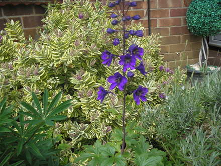 A garden flower photo
