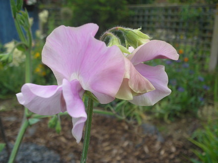 Sweetpea