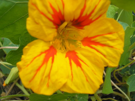 A garden flower photo