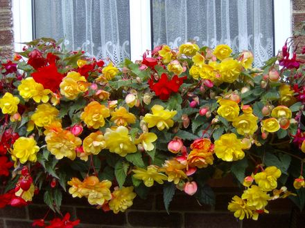 windowboxes_003.jpg