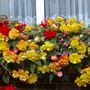 Windowboxes_003